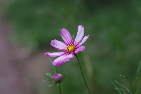波斯菊