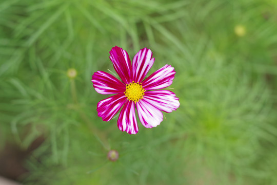波斯菊