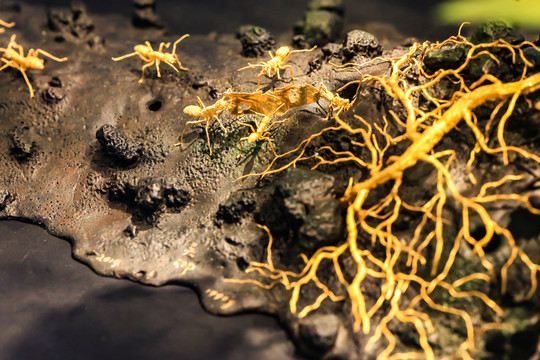 黄金工艺收藏品蚂蚁树根