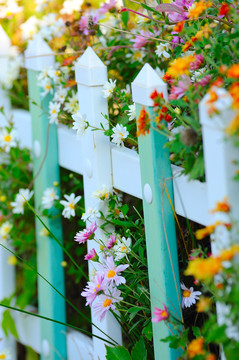 围栏里的花