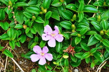 地菍花