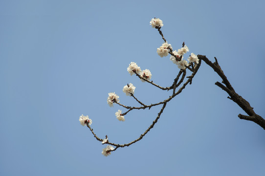 简洁构图的杏花