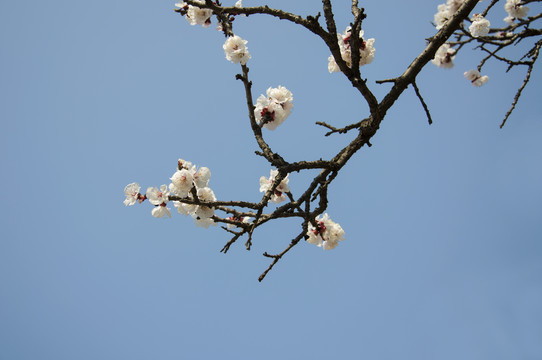 蓝天杏花一枝春