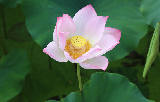 荷花