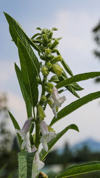 芝麻花