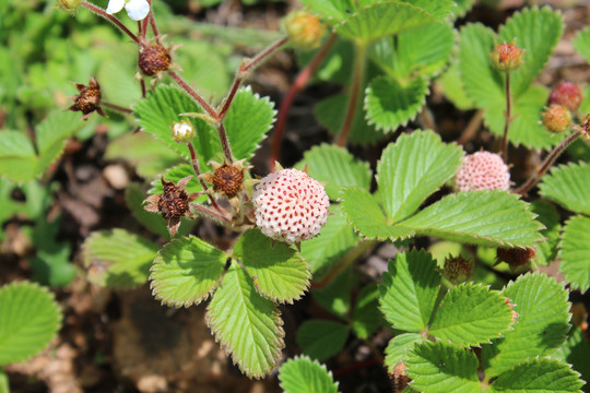 野草莓