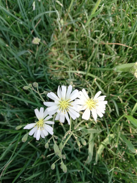 绿草中的白花