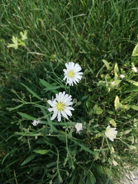 绿草中的白花