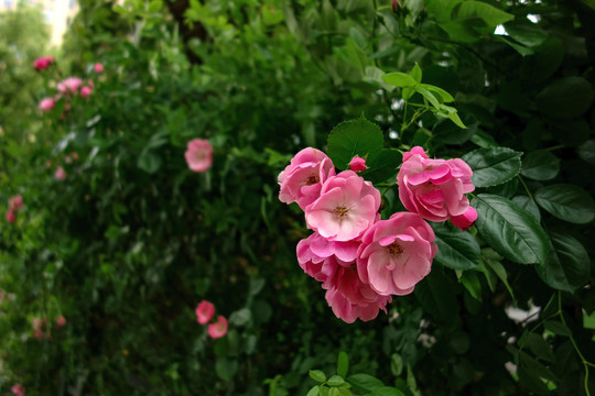 粉色野蔷薇花