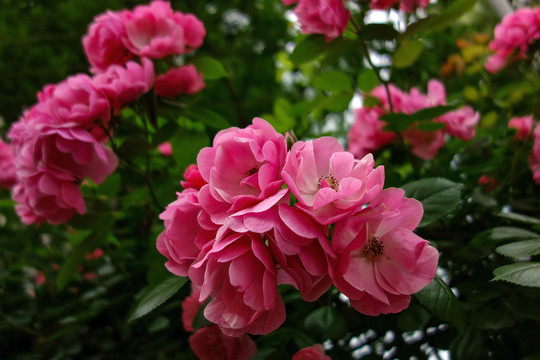 粉色野蔷薇