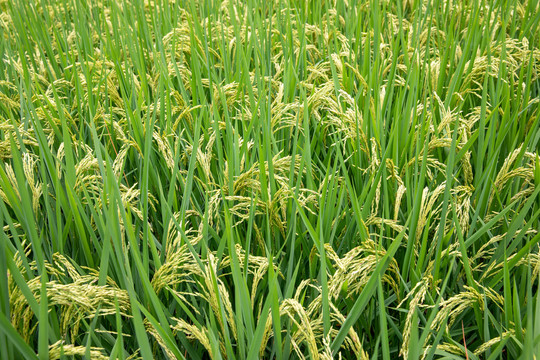 夏日的稻田