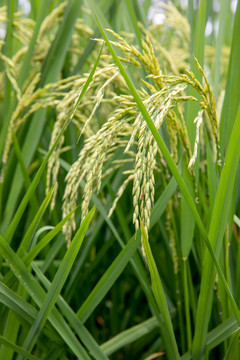 青水稻