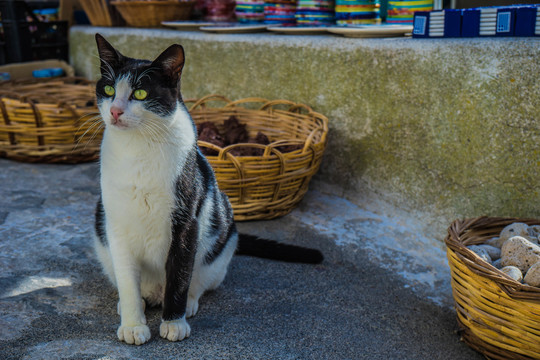 圣托里尼的猫