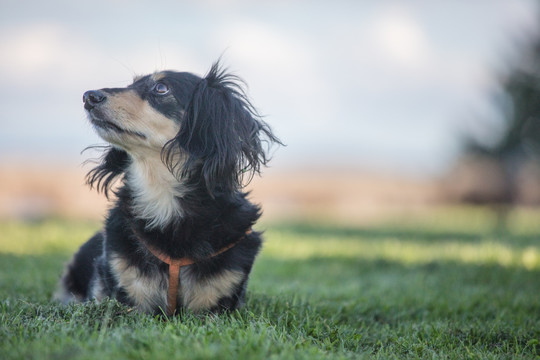 腊肠猎犬