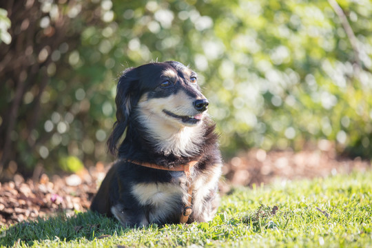 腊肠猎犬