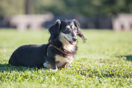 腊肠猎犬