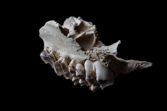 哺乳动物臼齿