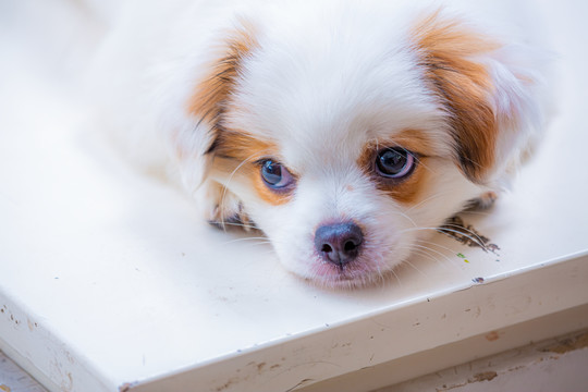 查理士王小猎犬