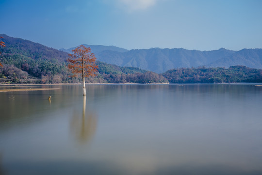 湖水中的一棵树