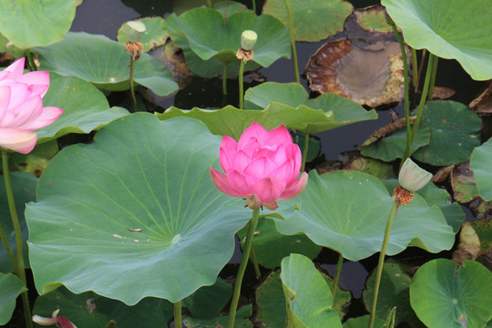 大湿地荷花池莲花