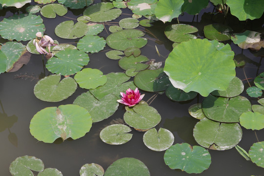 大湿地荷花池莲花