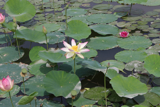 大湿地荷花池莲花