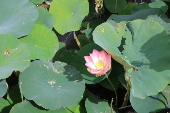 大湿地荷花池莲花