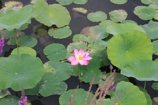 大湿地荷花池莲花