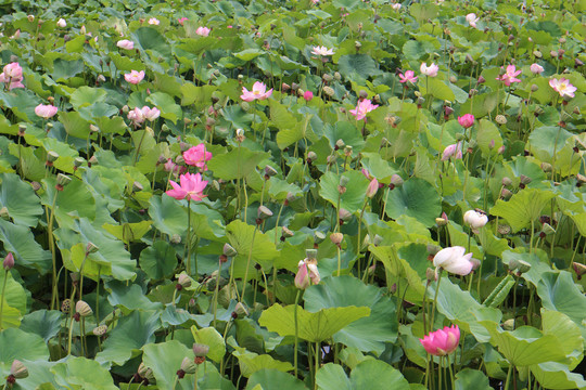 大湿地荷花池莲花