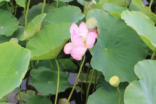 大湿地荷花池莲花