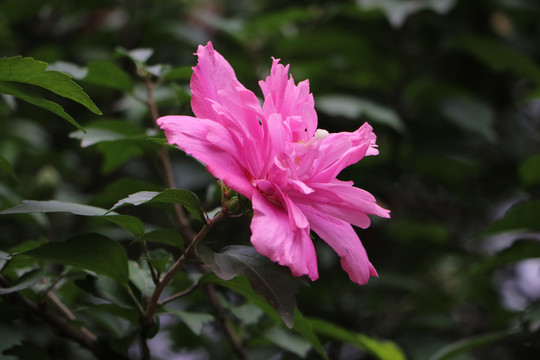 木槿
