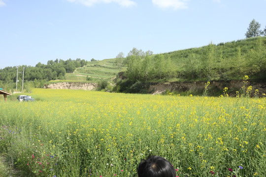 油菜花