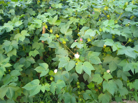 棉花棉花树