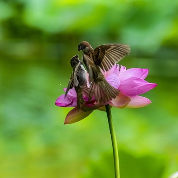 花与雀