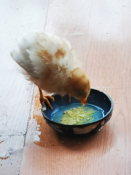 小鸡吃米图