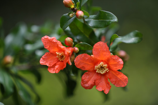 石榴花