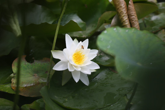 荷花碗莲