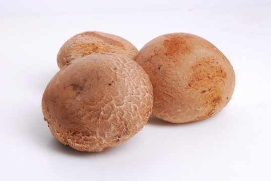 褐菇