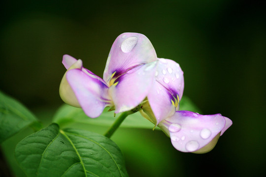 豇豆花