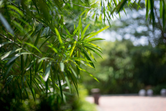 新塘翡翠绿洲样绿荫
