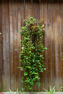 木墙绿植