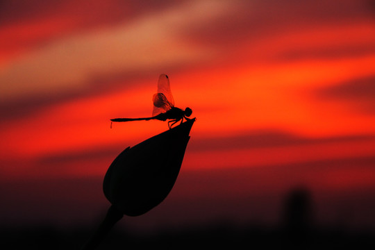 夕阳下的哨兵