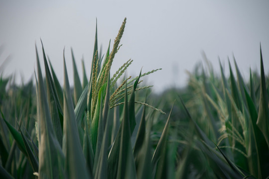 玉米草