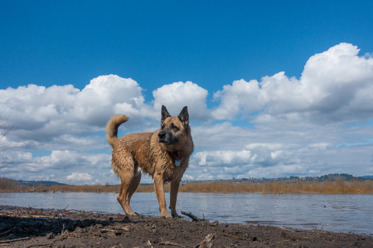 户外的德国牧羊犬