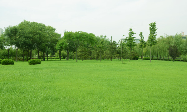 绿树草地