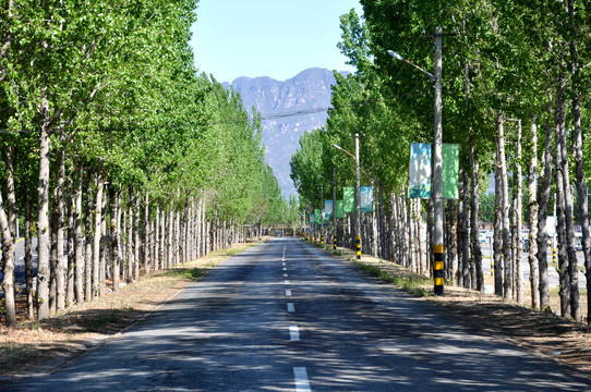 林荫路乡村公路