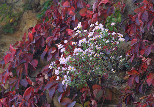 秋天红色的爬山虎的白色的野菊花