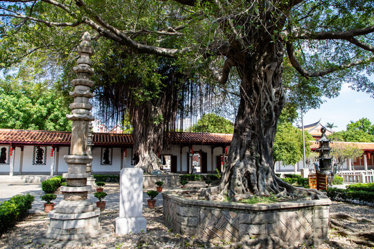 泉州承天寺榕树
