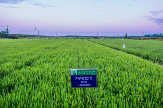 水稻试验田