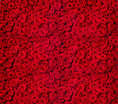 玫瑰花墙背景